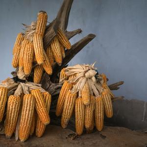 Año de buena cosecha,significa felicidad.