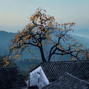 柿枝栖风