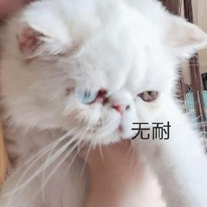 キツネノマド(Queen Fox)