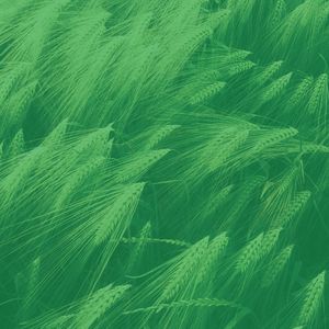 柔和的周日的早午餐时刻