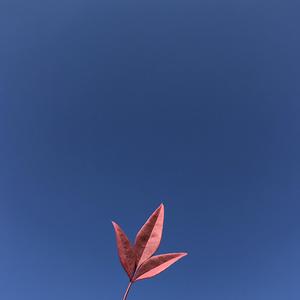 秦淮河边的陈年往事（男版）（翻自 黄诗扶）