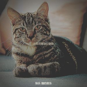 有趣放松的猫情怀