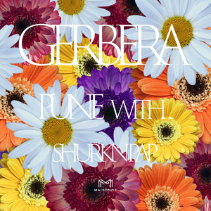 Gerbera (feat. Shurkn Pap)