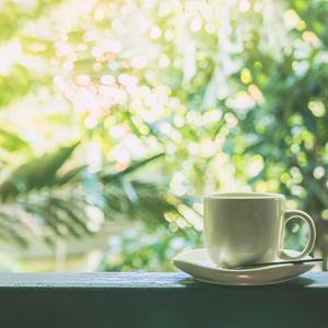 Arboretum mornings and lively birds