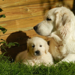 완전한 나의 편