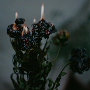 Don't Go Pickin' Roses (If You're Afraid of Bleedin’ to Death)