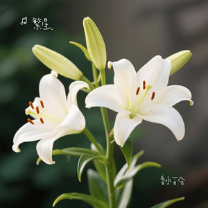 香水百合（Cover 张韶涵）