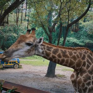 要你（Cover陈子晴）
