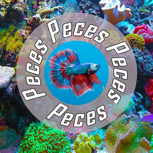 የሰላም ውቅያኖስ