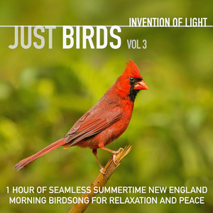 The Gentle Spirit of the Cardinal