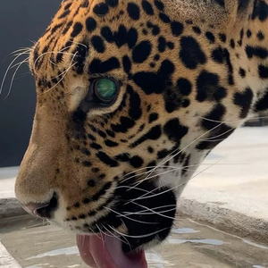 我把爱意留给晚风听