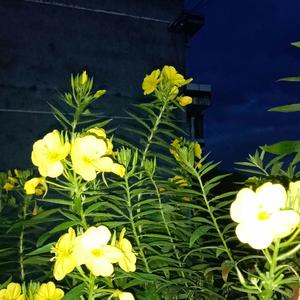 谁（cover张碧晨张靓颖）