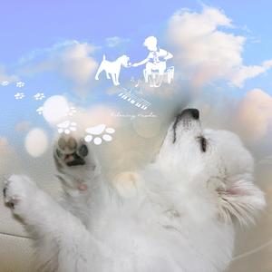 강아지 터그놀이 할때 좋은 음악