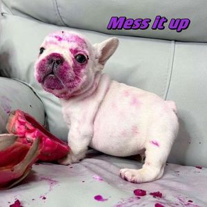 Mess It Up（Prod.by Lisure）