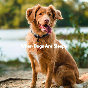 Vivacious Doggy Tails