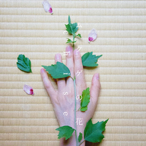 ムクゲの花