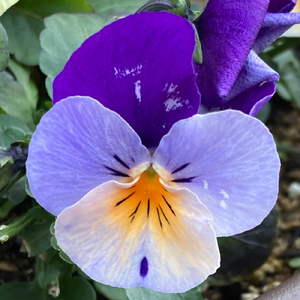 ハッピーライフ