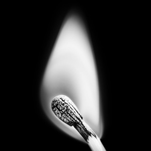 Félins (Pour l'autre)