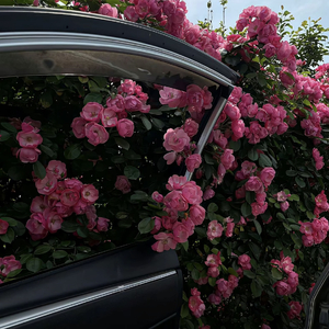 车窗与花
