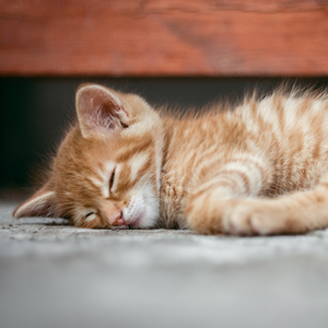 Ang tingog sa usa ka iring