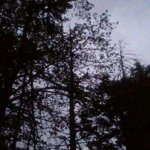 Kim Gordon (On the nail)