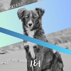 4 patas