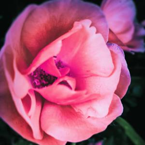 回家（cover 顺子）