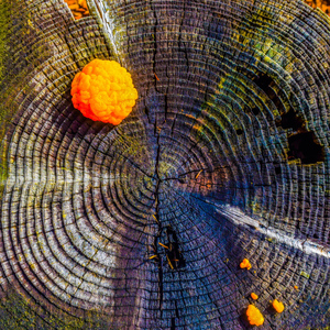 Christmas in Budlong Woods