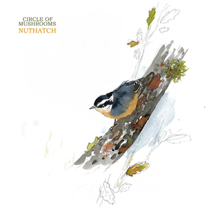 Nuthatch
