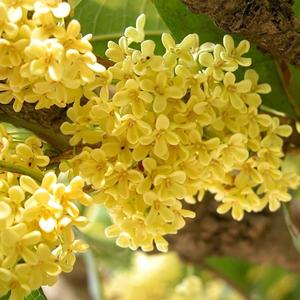 四季的你 (2) 伴奏