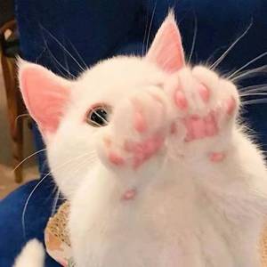 不要驯服那只帅气的猫