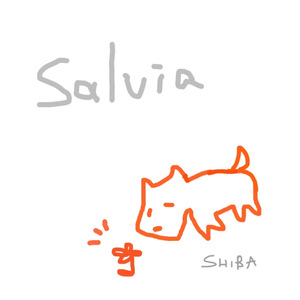Salvia (E.S style)