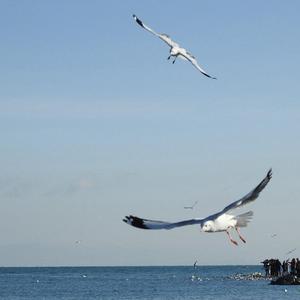 龚玥菲-Nee Jathaga (抖音DJ版)（M.R.Y麦尔彦 remix）