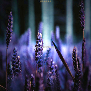 适合晚上正宗的音乐