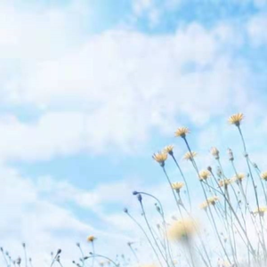 公文包中的野花