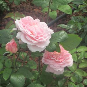 flowers for a girl from aomori