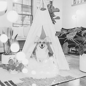 柔和的小狗时刻