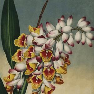 Travelogue from Twani Mheq'omor on the first day R'ha Nilo +++ Ahzenti summons celestial omens at the ruins of Qu'axiln