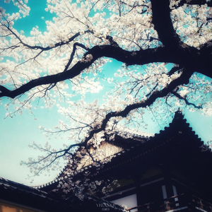 杏花雨