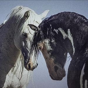 二十岁的某一天