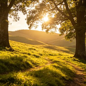 солнечный свет