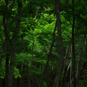 君のいない世界で