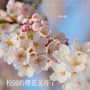 校园的樱花又开了