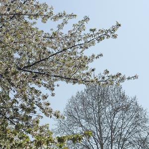 清晨你坐上676去上班你一定不知道你不在家的时候我只能想着你弹琴然后去鸳鸯买些菜等你下班回家