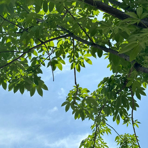 视频提取音频_mmexport1712250796249