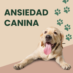 ADIESTRAR UN CACHORRO