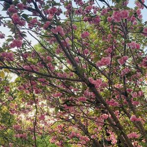 十八相送（翻唱自：梁祝的继承者们）