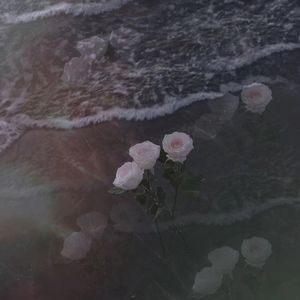 泪樱花（prod by genuine 木子山）