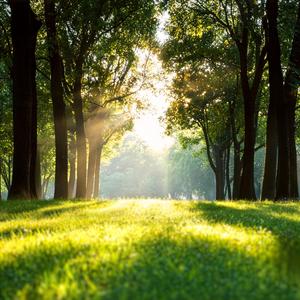 Verdant Ease