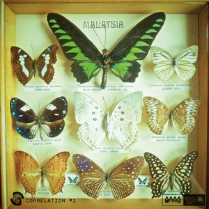 Butterflies Of Malaysia
